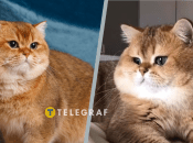 Кіт може мати різні відтінки золотого у шерсті