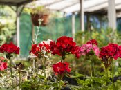 Герань зацвіте пишними калачиками