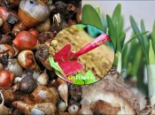 Жовтень — час садити тюльпани, гіацинти, мускарі, нарциси, крокуси