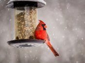 На фото - "красный кардинал"