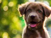 Малий бешкетник "зірвав" прямий ефір