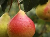 Факти про користь і шкоду груші