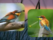 Колаж "Телеграфу"