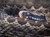 Гадюка степная / Igor Chervonenko