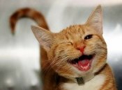 Ракам и Рыбам может очень повезти в ближайшее время