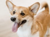 Користувачів потішив злочин тварин