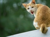 Кішка – це не просто пухнастий друг, а й особистість зі своїми емоціями