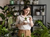 Кімнатні квіти восени вимагають особливого догляду