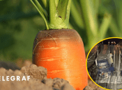 Автомобильный мост в Крыму разрушила морковка: как так вышло (фото)