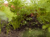 Правильне садіння кропу в землю