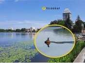 Незвичайна "риба" у Тернопільському ставі