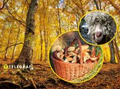 Гриб-баран растет в Украине