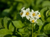 Сколько раз нужно поливать картошку