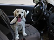 Якщо збили тварину, то тут зволікати не треба