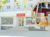 Рыжий кот на Новой почте