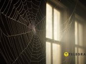 Павуки не вважаються чимось поганим