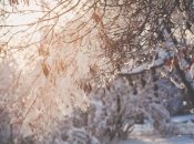 Зимовий сад