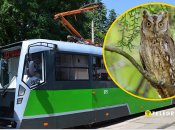 Сова в трамвае