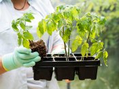 Как соль поможет вырастить крепкую и здоровую рассаду