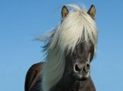 Кінь, ілюстративне фото