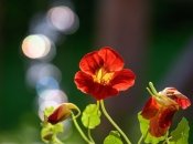 Настурція — чудовий вибір для саду