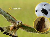 Сокол Шрайк