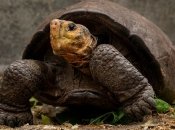 Черепаха Фернандо