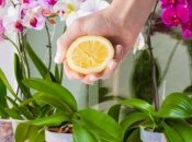 Лимонний сік запобігає пожовтенню листя