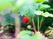 Для добрива полуниці можна використовувати пекарські дріжджі