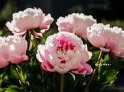 Таким півоніям позаздрять усі сусіди