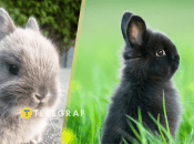 Кроликів можна навчити трюкам