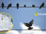 Голубь задет за шею между столбами уже десяток дней