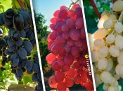 Юпітер, Динька, Златогор — увійшли до списку найсмачнішого винограду