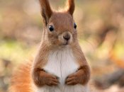 Значение и употребление фразеологизма в украинском языке