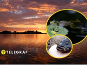 Ця риба-хижак знищує екосистему водойм