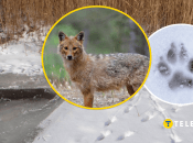 Следы хищников на снегу