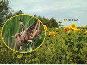 Нашестя сарани