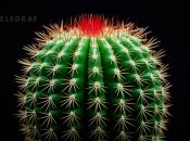 Кактус містить небезпечні речовини