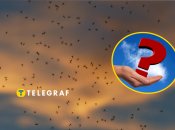 Оса-наїзник помічена у Кривому Розі