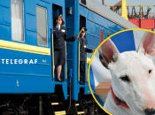 Проводнику не понравилась собака