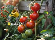 Помідори потрібно удобрювати у серпні