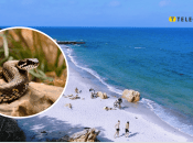 Одеські пляжі атакують змії