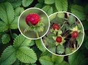 Ця рослина використовується як декоративна