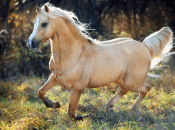 Уельський поні мають жвавий характер