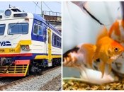 Скандал в Укрзалізниці