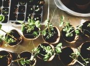 Чем удобрить растения для быстрого роста