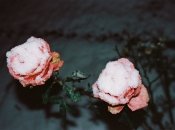 Троянди — примхливі рослини