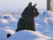 Где ждать снега в феврале