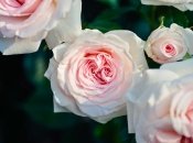 Розы цветут