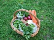 Кошик з морквою, цибулею, зеленню, картоплею та капустою